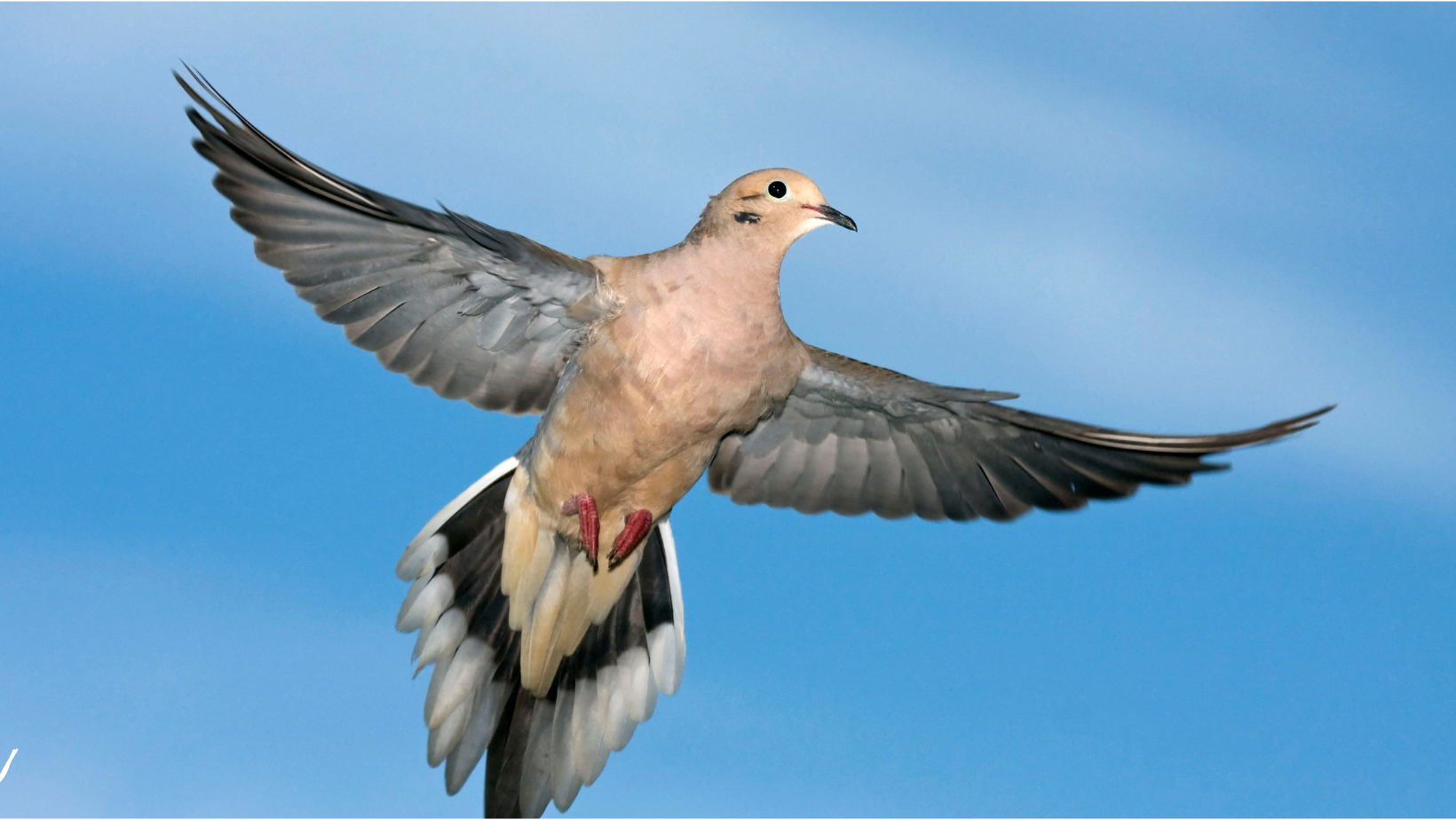 Jak komunikovat s mrtvými.